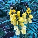 Senna didymobotrya Blüte