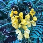 Senna didymobotrya Flor