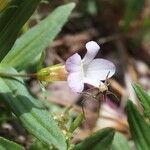 Gratiola officinalis Flower