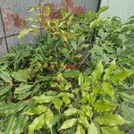 Leea guineensis Leaf