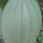 Miconia granatensis Leaf