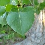 Populus deltoides Leaf