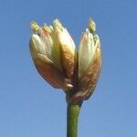 Juncus triglumis Квітка
