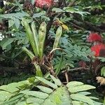 Calliandra haematocephala Frutto