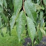 Prunus × yedoensis Blad