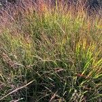 Panicum virgatum Leaf