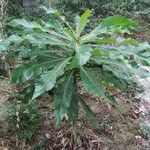 Ficus pseudopalma Хабит