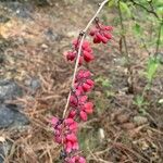 Berberis vulgarisFlower