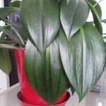 Aspidistra lurida List