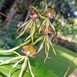 Prosthechea cochleata Fleur