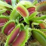 Dionaea muscipula Folla