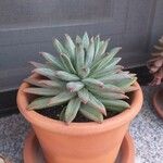 Dudleya greenei 叶