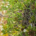 Teucrium montanum Leaf
