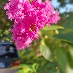 Lagerstroemia speciosaফুল