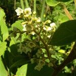 Maesa lanceolata Flower