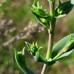 Linaria genistifolia Kůra