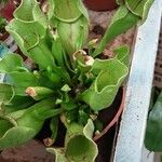 Sarracenia purpurea Cvet
