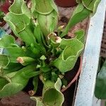 Sarracenia purpurea Λουλούδι