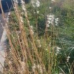 Bothriochloa barbinodis Φύλλο