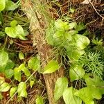 Seseli peucedanoides Hoja