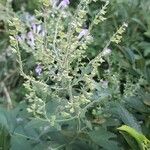 Scutellaria incana Blatt