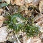 Medicago littoralis Fruit