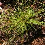 Cyperus hortensis Hábitos