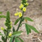 Thermopsis lanceolata 花