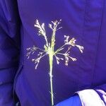Juncus pygmaeus Virág