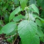 Urtica morifolia Feuille