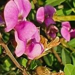 Tephrosia emeroides Flower