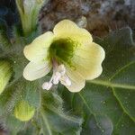 Hyoscyamus albus Virág