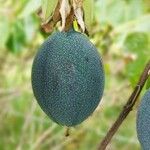 Passiflora ligularis Fruit