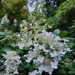 Hydrangea arborescens Bloem