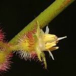 Miconia leamarginata Flower