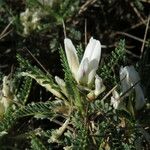 Astragalus tragacantha Flor