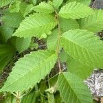 Ulmus americana Leaf