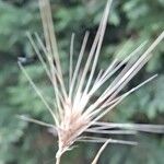 Taeniatherum caput-medusae Mbuma