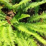 Polystichum aculeatum Habitus