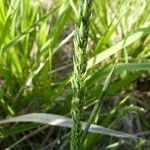 Phleum phleoides Habit