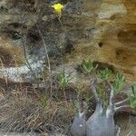 Pachypodium rosulatum Leaf