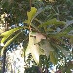 Quercus nigra পাতা