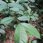 Dichostemma glaucescens Leaf