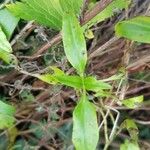 Valeriana angustifolia Blatt