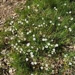 Stellaria palustrisBlomst