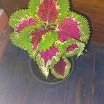 Coleus scutellarioides Leaf