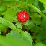 Potentilla indica Фрукт