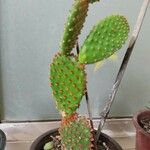 Opuntia aciculata List