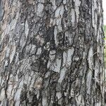 Sclerocarya birrea Кора