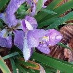 Iris unguicularisЦветок